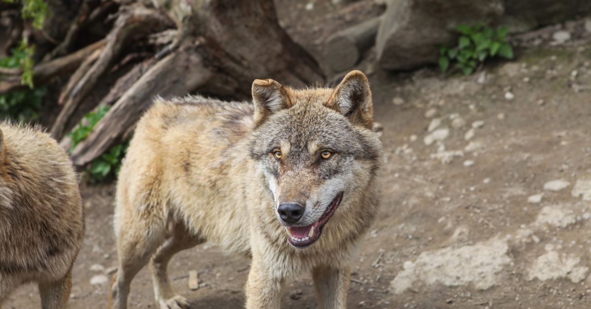 Animaux dangereux région par région, ce que tu risques de croiser