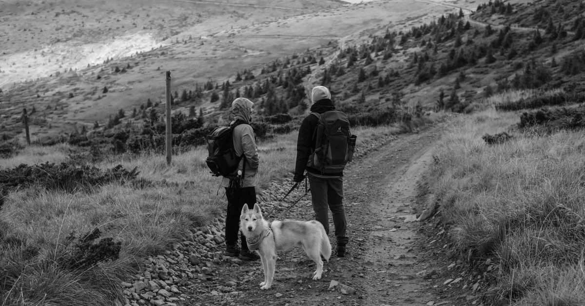 Sac de survie chien porté par un chien en randonnée avec son maître