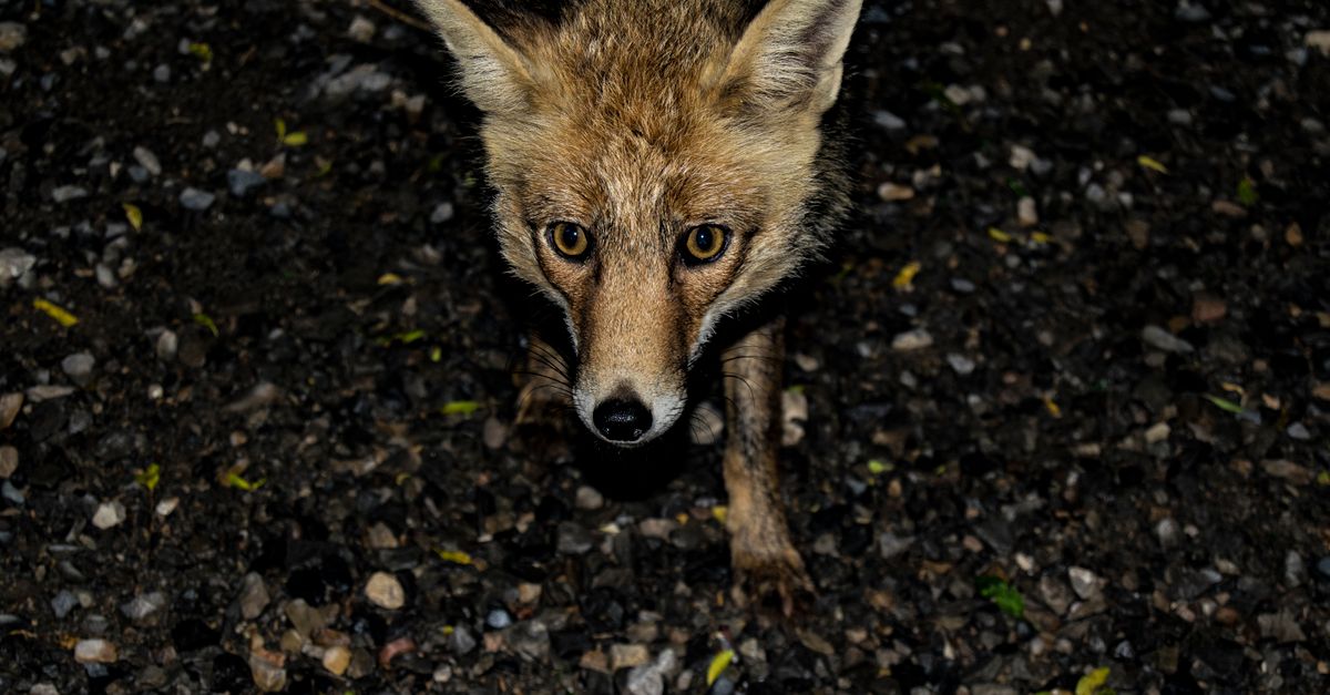 Erreurs qui attirent les animaux sauvages en camping, renard roux la nuit