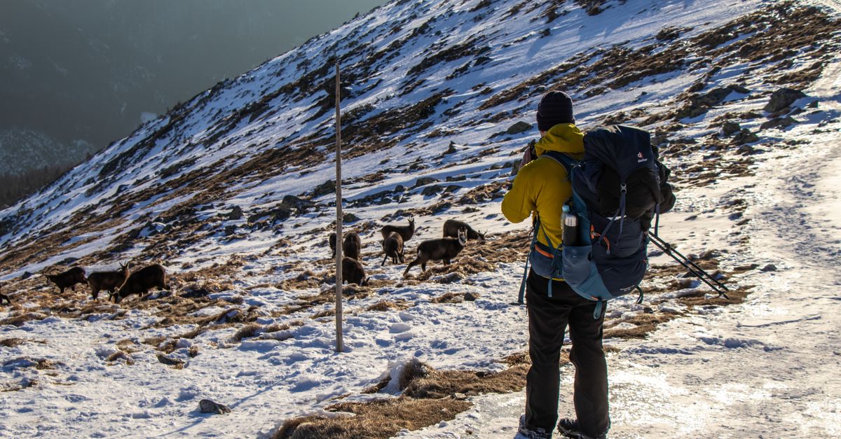 Longue-vue outdoor utilisée par un randonneur pour observer la faune en montagne