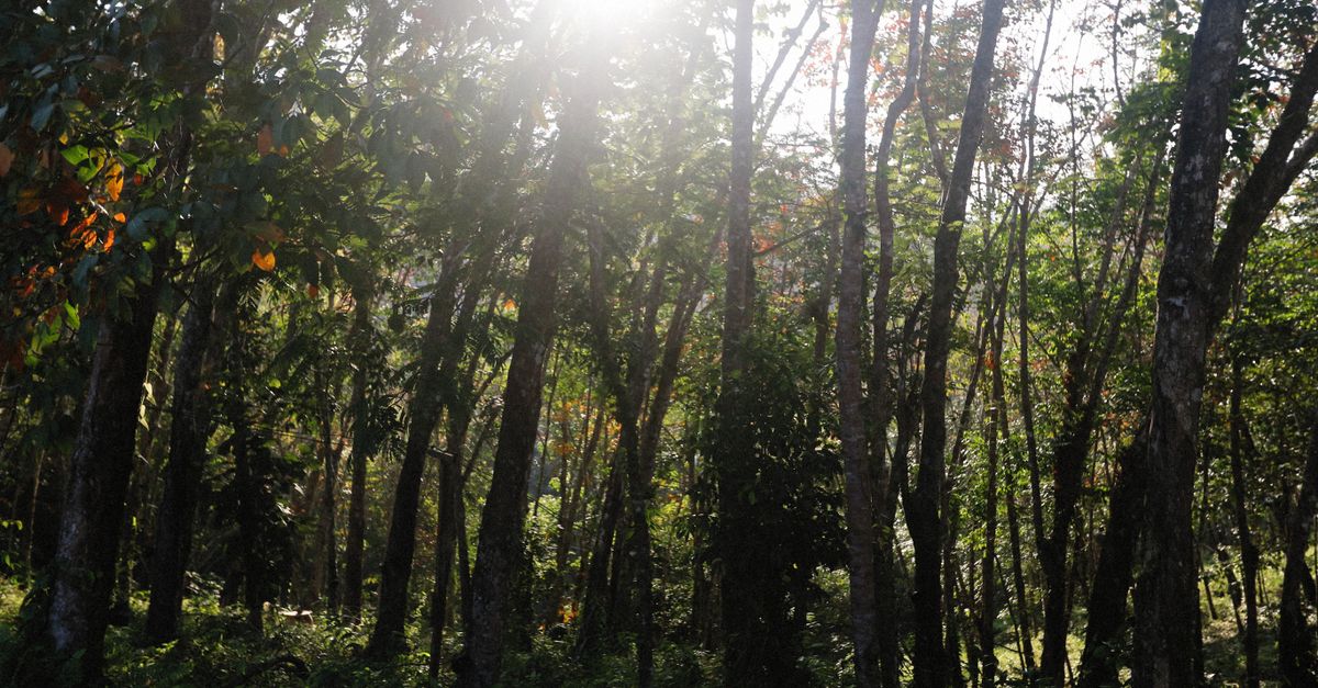 Survivre en forêt, les bases qui changent selon le biome