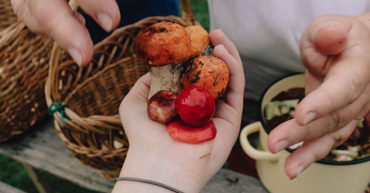 Cueillette de champignons sauvages dans un panier en forêt