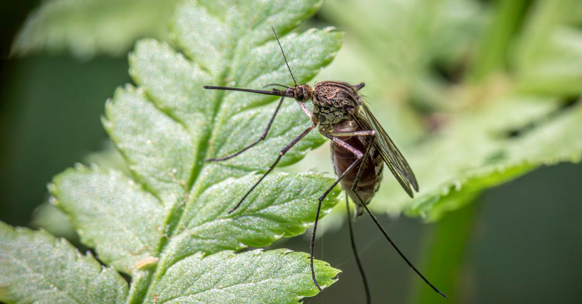 Répulsif anti-insectes naturel, moustique posé sur une feuille