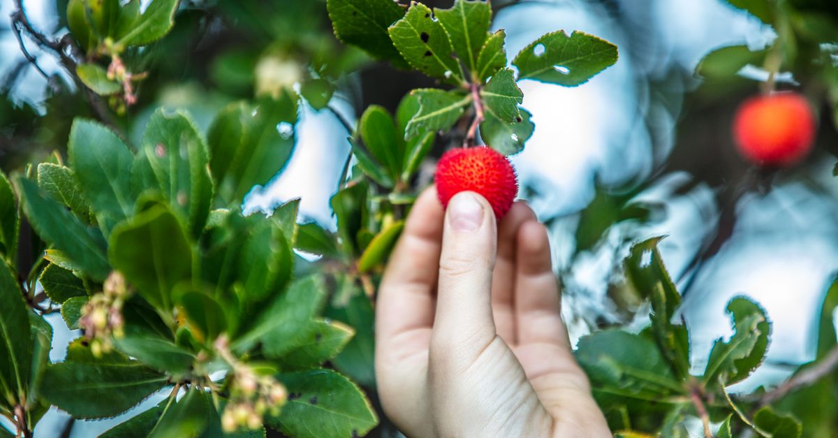 Test de la peau plante comestible, main qui cueille une plante sauvage en forêt