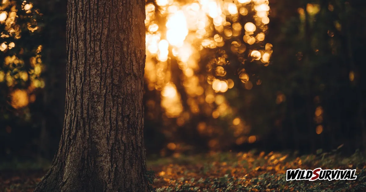 Identify trees by their bark: a woodland trunk lit by low evening sun